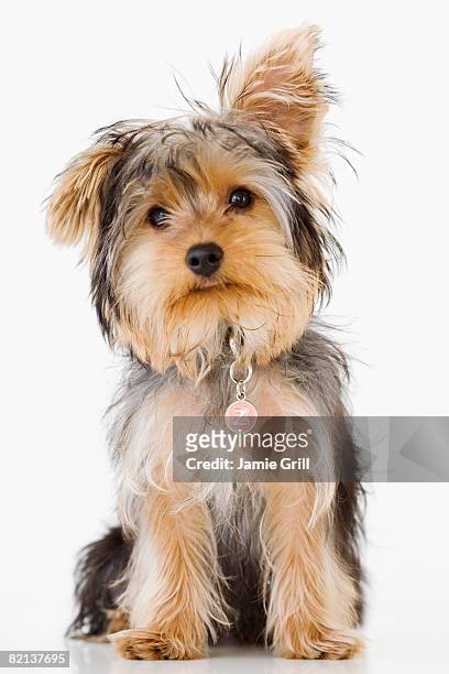 portrait of yorkshire terrier - terrier du yorkshire photos et images de collection