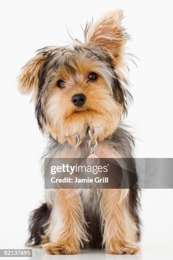 Portrait of Yorkshire terrier Portrait of Yorkshire terrier