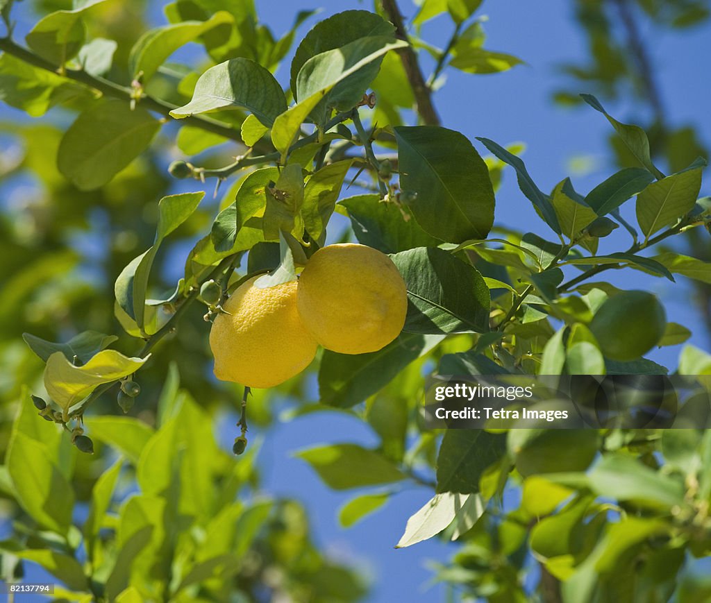 Close up of lemons on tree