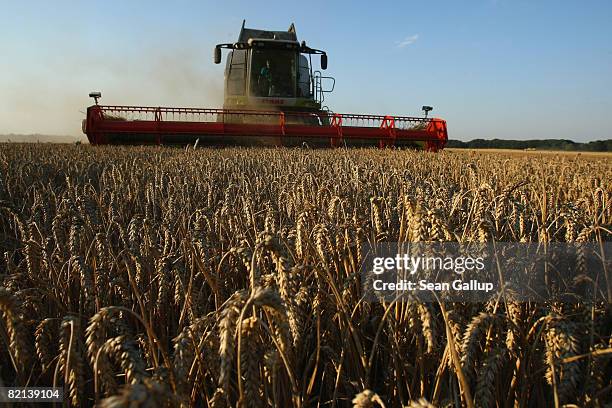 Combine harvests wheat at a field near Juehnsdorf on July 31, 2008 near Berlin, Germany. Though world food prices are rising, German farmers are...