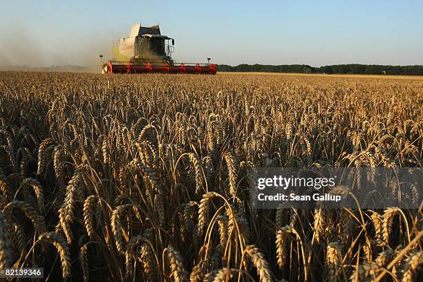 Combine harvests wheat at a field near Juehnsdorf on July 31, 2008 near Berlin, Germany. Though world food prices are rising, German farmers are...