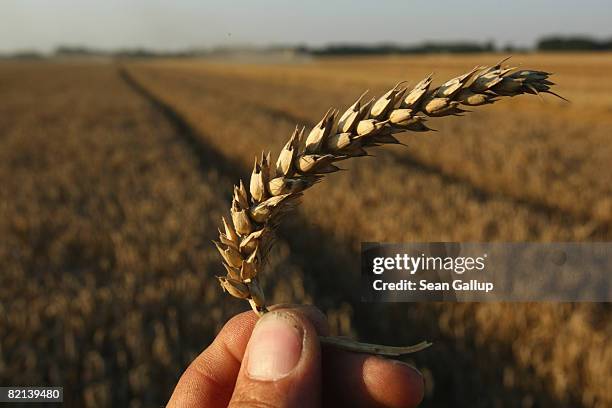 The photographer holds a sprig of wheat at a wheat field being harvested near Juehnsdorf on July 31, 2008 near Berlin, Germany. Though world food...