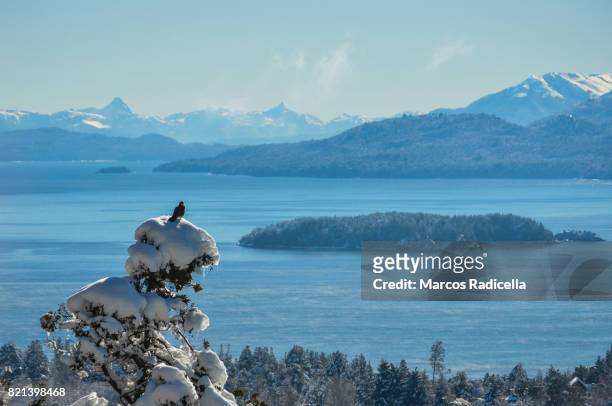 bird on top of snowy tree, bariloche, patagonia - radicella stock pictures, royalty-free photos & images