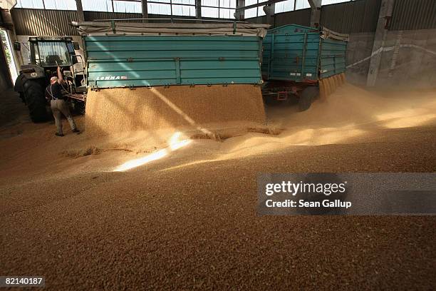 Worker empties freshly-harvested wheat from trailers at a storage hall at a large-scale commercial farm near Berlin July 31, 2008 in Juehnsdorf,...