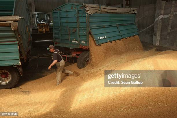 Worker empties freshly-harvested wheat from trailers at a storage hall at a large-scale commercial farm near Berlin July 31, 2008 in Juehnsdorf,...