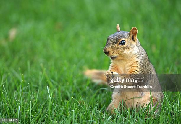 Squirrel nibbles on a nut during first round of the World Golf Championship Bridgestone Invitational on July 31, 2008 at Firestone Country Club in...