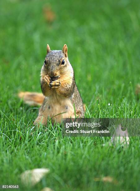 Squirrel nibbles on a nut during first round of the World Golf Championship Bridgestone Invitational on July 31, 2008 at Firestone Country Club in...