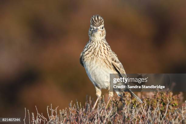 a skylark (alauda arvensis) perched on a heather bush . - alauda arvensis stock pictures, royalty-free photos & images