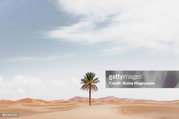 palm tree in desert landscape - desert foto e immagini stock