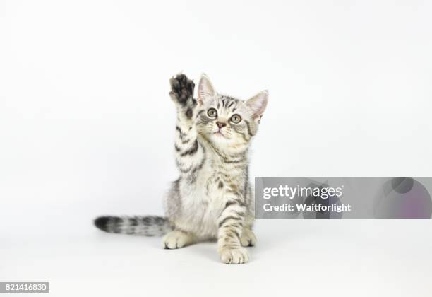 tabby kitten pawing at air - kittens stock-fotos und bilder