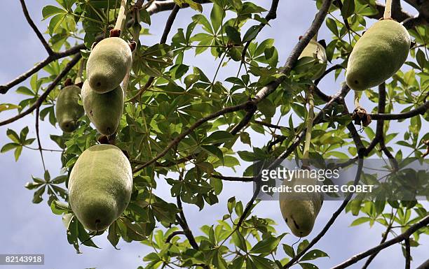 Picture taken on July 25, 2007 shows the fruits of a baobab tree in the village of Thiawe, Senegal, where the baobab is called the Tree of Life. The...