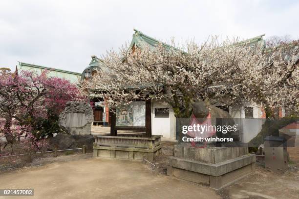 plum blossom at kitano tenmangu shrine in kyoto, japan - tenmangu shrine stock pictures, royalty-free photos & images