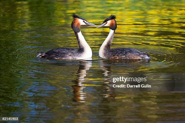 pair crested grebes - grebe stock pictures, royalty-free photos & images