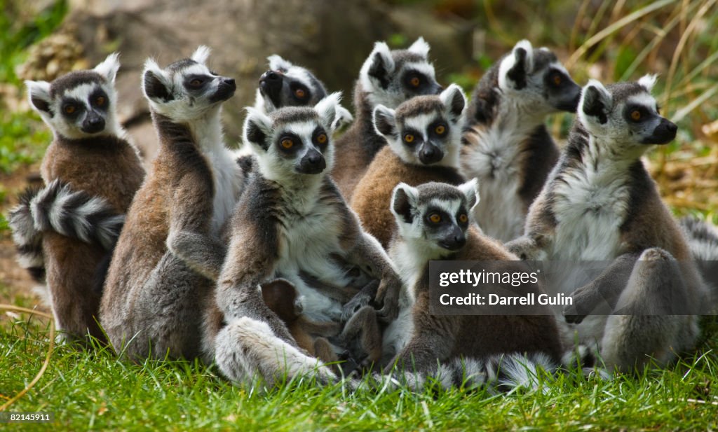 Ring-tailed Lemur Family