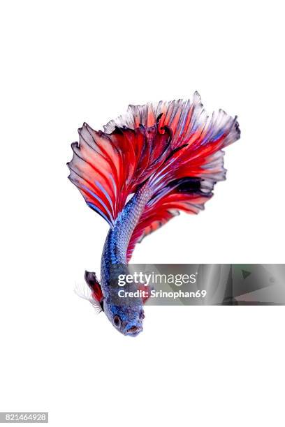 close up face siamese fighting fish, betta isolated on white background. - siamese fighting fish fotografías e imágenes de stock