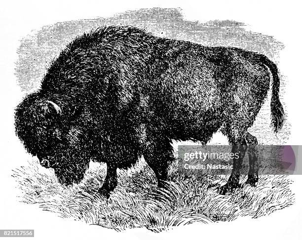 bison - bison stock illustrations