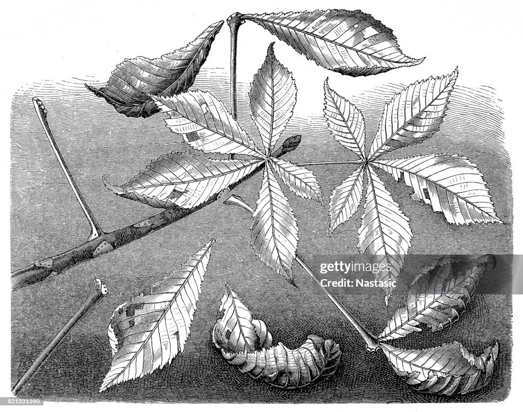 Aesculus hippocastanum (horse-chestnut or conker tree)
