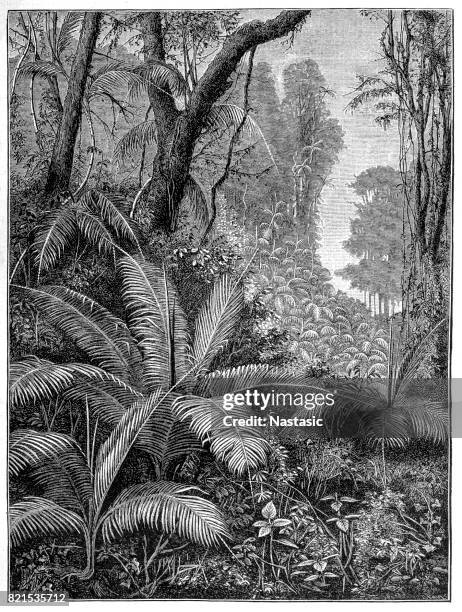 illustrations, cliparts, dessins animés et icônes de palmiers indien - gravure