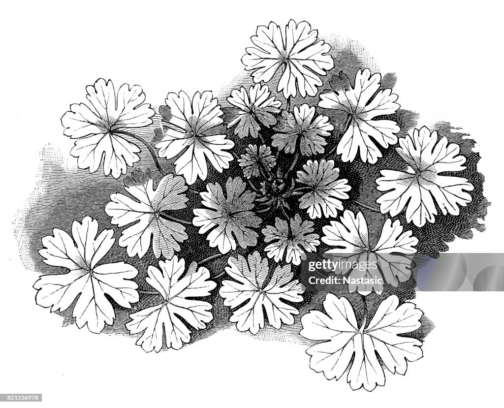 Hedgerow Cranesbill (Geranium pyrenaicum)