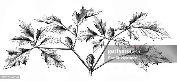 datura stramonium or devil's snare - jimson weed stock illustrations
