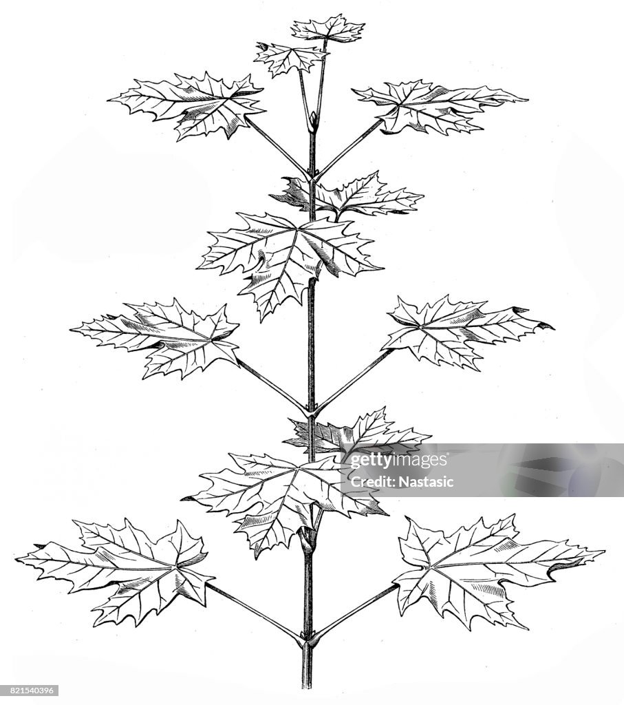 Acer platanoides (Norway maple)
