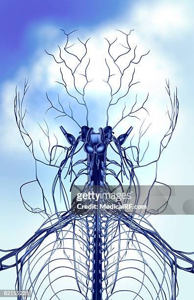 nerves of the head and neck - plexus cervicalis stock-grafiken, -clipart, -cartoons und -symbole