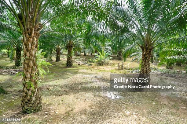 oil palm plantation - oil palm imagens e fotografias de stock