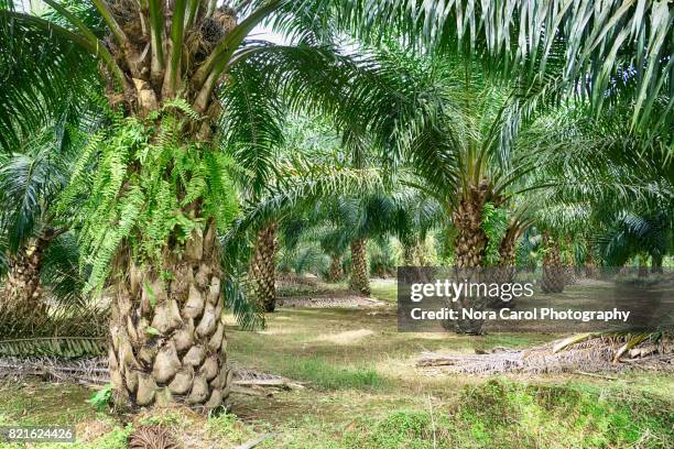 oil palm plantation in malaysia - oil palm stock-fotos und bilder