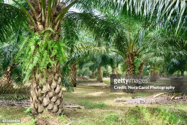 oil palm plantation in malaysia - oil palm imagens e fotografias de stock