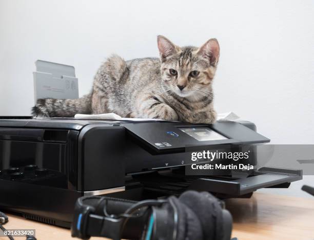 Cat In Printer Little Cat Sitting On Printer High-Res Stock Photo - Getty Images