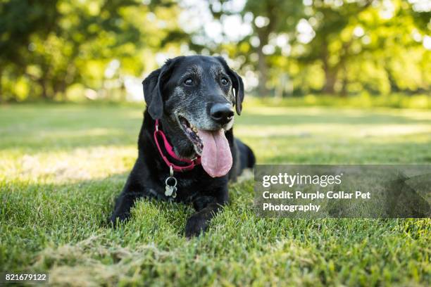 happy senior labrador retriever outdoors - hund nicht mensch stock-fotos und bilder