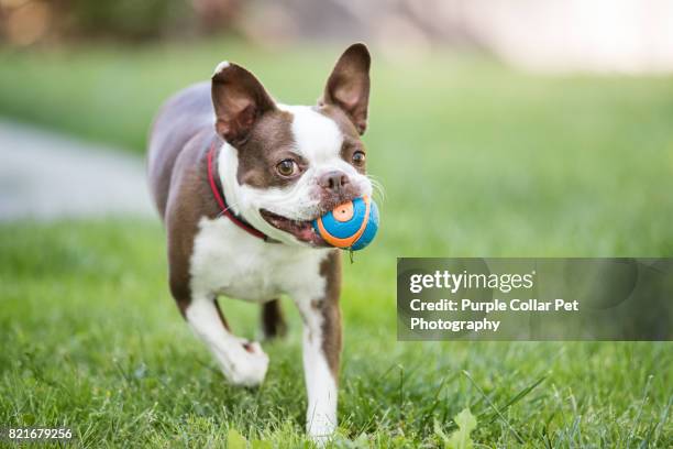 happy dog running with ball outdoors - dog's toy stockfoto's en -beelden