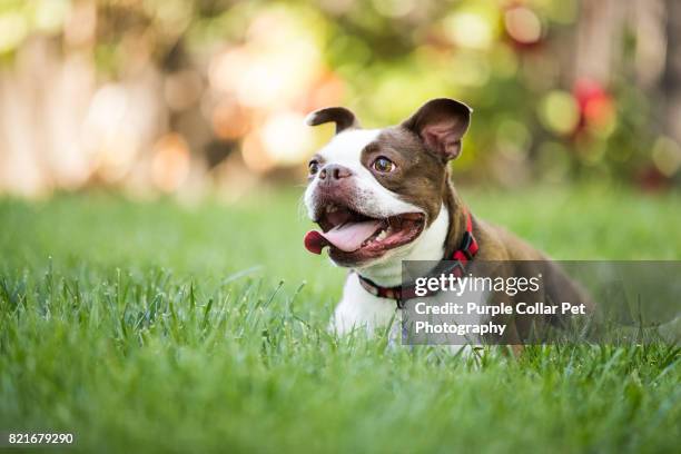 happy dog outdoors - boston terrier fotografías e imágenes de stock
