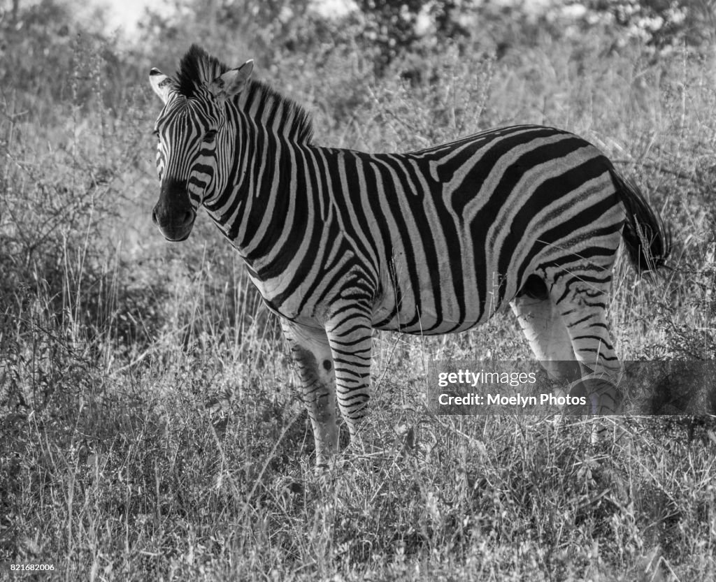 Zebra in the Grass-Black and White