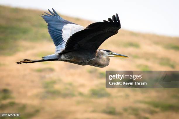 blue heron - point reyes national seashore stock pictures, royalty-free photos & images