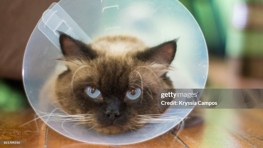 Close-Up Of Cat Wearing Protective Collar