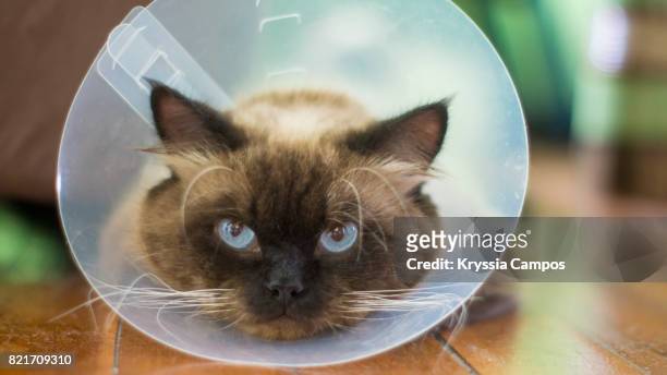 close-up of cat wearing protective collar - collar stock pictures, royalty-free photos & images