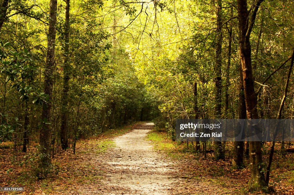 Bolen Bluff trail, Paynes Prairie Preserve State Park, Florida USA