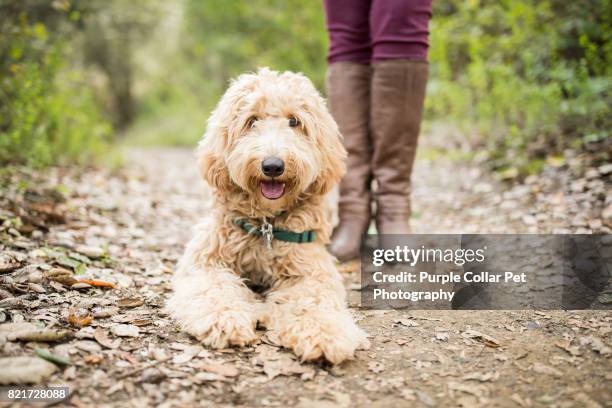 happy labradoodle dog outdoors - labradoodle stock-fotos und bilder