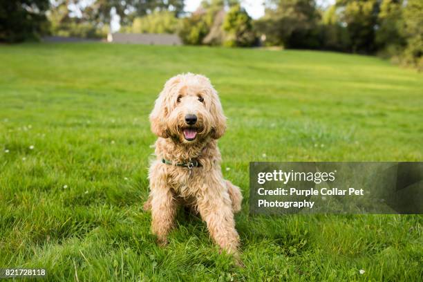 happy labradoodle dog sitting on grass outdoors - dog sitting stock pictures, royalty-free photos & images