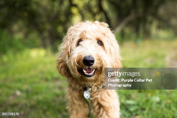 happy labradoodle dog outdoors - labradoodle stock pictures, royalty-free photos & images