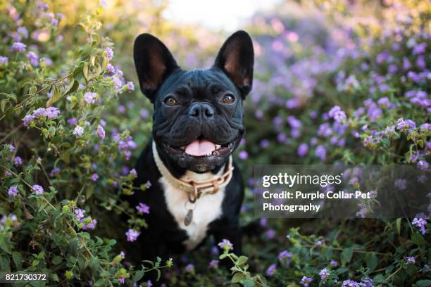 happy french bulldog in flowers outdoors - フレンチブルドッグ ストックフォトと画像