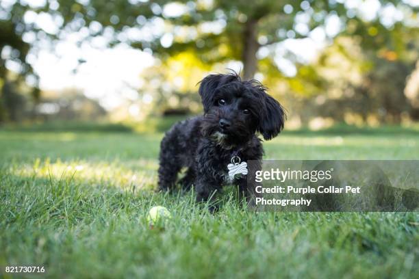 yorkipoo dog standing outdoors with tennis ball - black poodle stockfoto's en -beelden