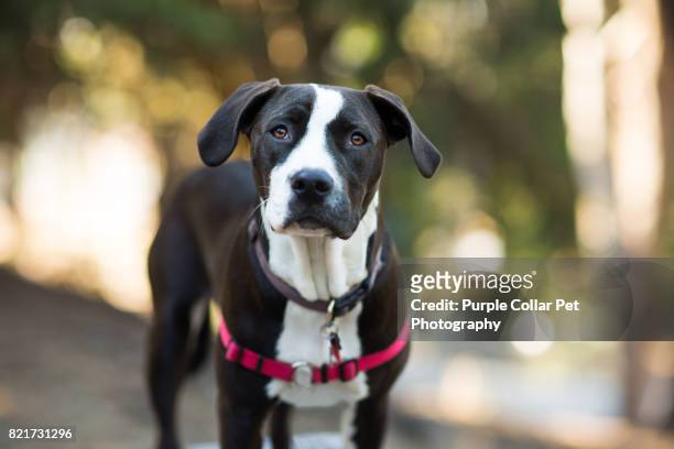 curious dog outdoors - animal harness stock pictures, royalty-free photos & images
