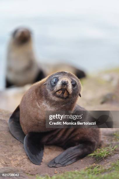 sea lion#1 - ilha dos leões marinhos ilhas malvinas imagens e fotografias de stock