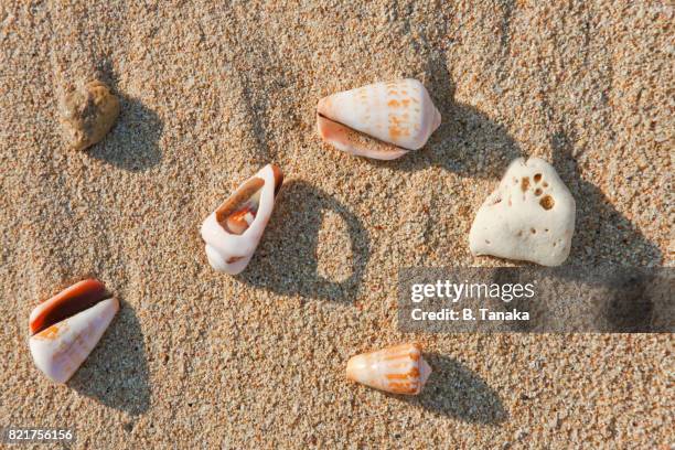 conch seashells on sandy beach in okinawa, japan - beach shells stock pictures, royalty-free photos & images