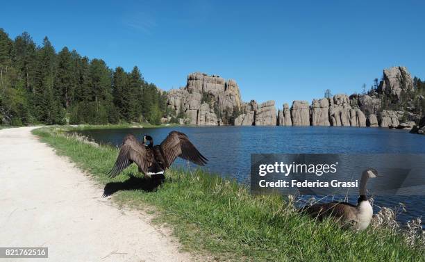 two canada geese at sylvan lake, custer state park, south dakota - keystone stock pictures, royalty-free photos & images