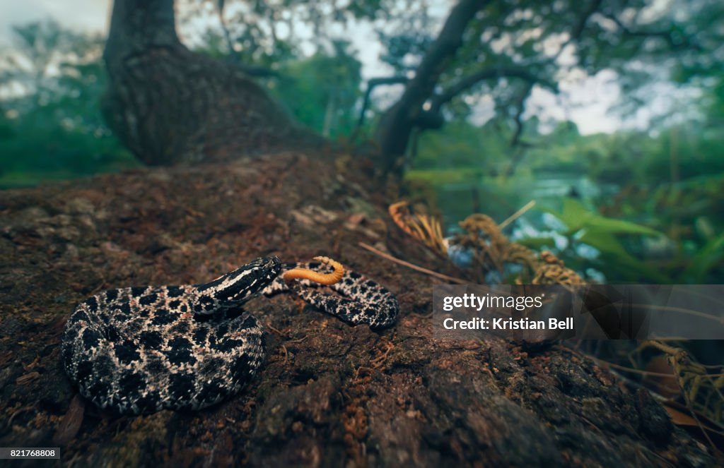 Wild pygmy rattlesnake (Sistrurus miliarius) on tree beside river