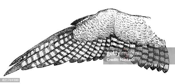 eagle wing - eagle feather stock illustrations