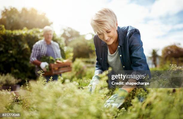 feeling a sense of accomplishment while having fun - mature adult gardening stock pictures, royalty-free photos & images